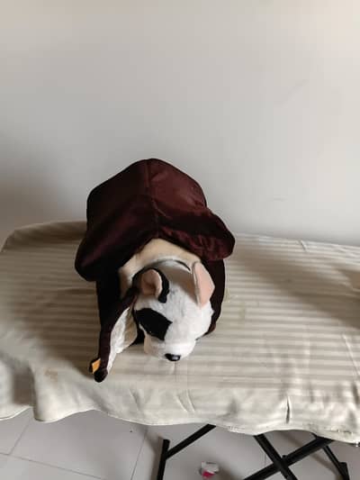 cat / dog house with dog