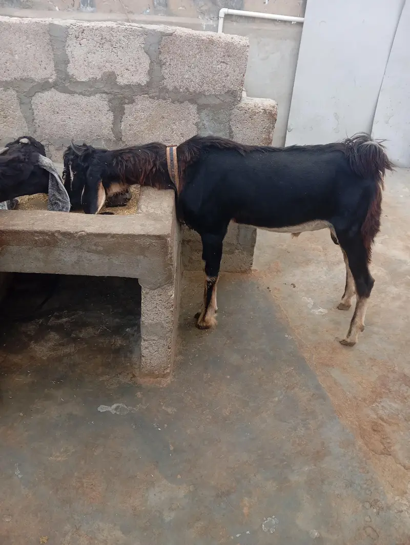 Nachi Goats