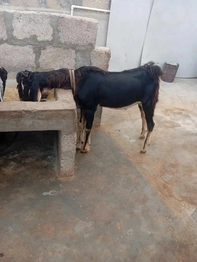 Nachi Goats — photo 2