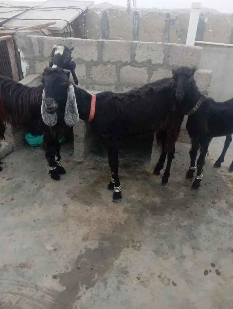 Nachi Goats — photo 3