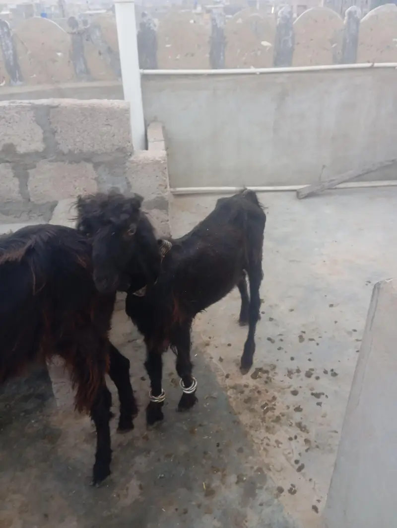 Nachi Goats — photo 4