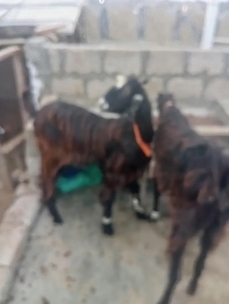 Nachi Goats — photo 5