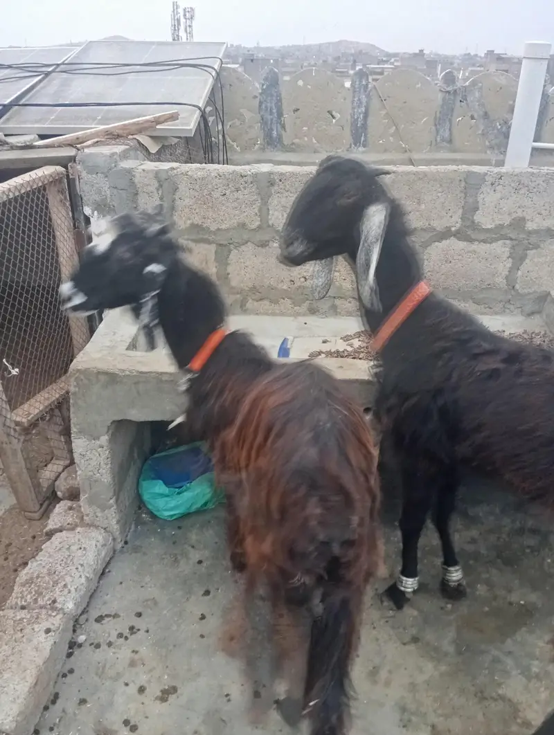 Nachi Goats — photo 6