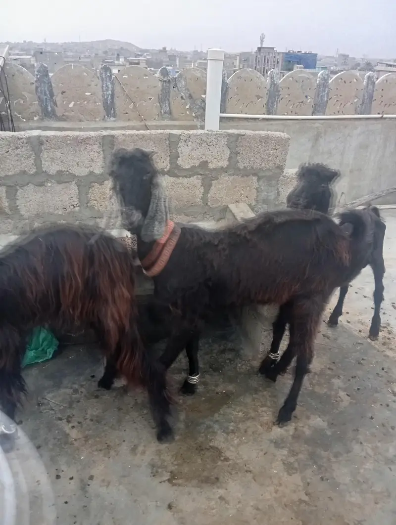 Nachi Goats — photo 7