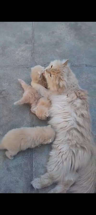 cat 4 sale