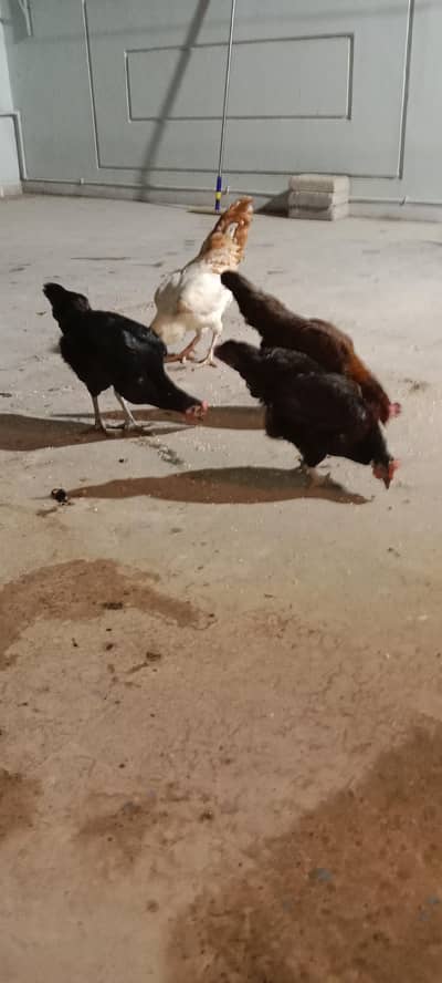 1 male and 3 female healthy and activ have weight