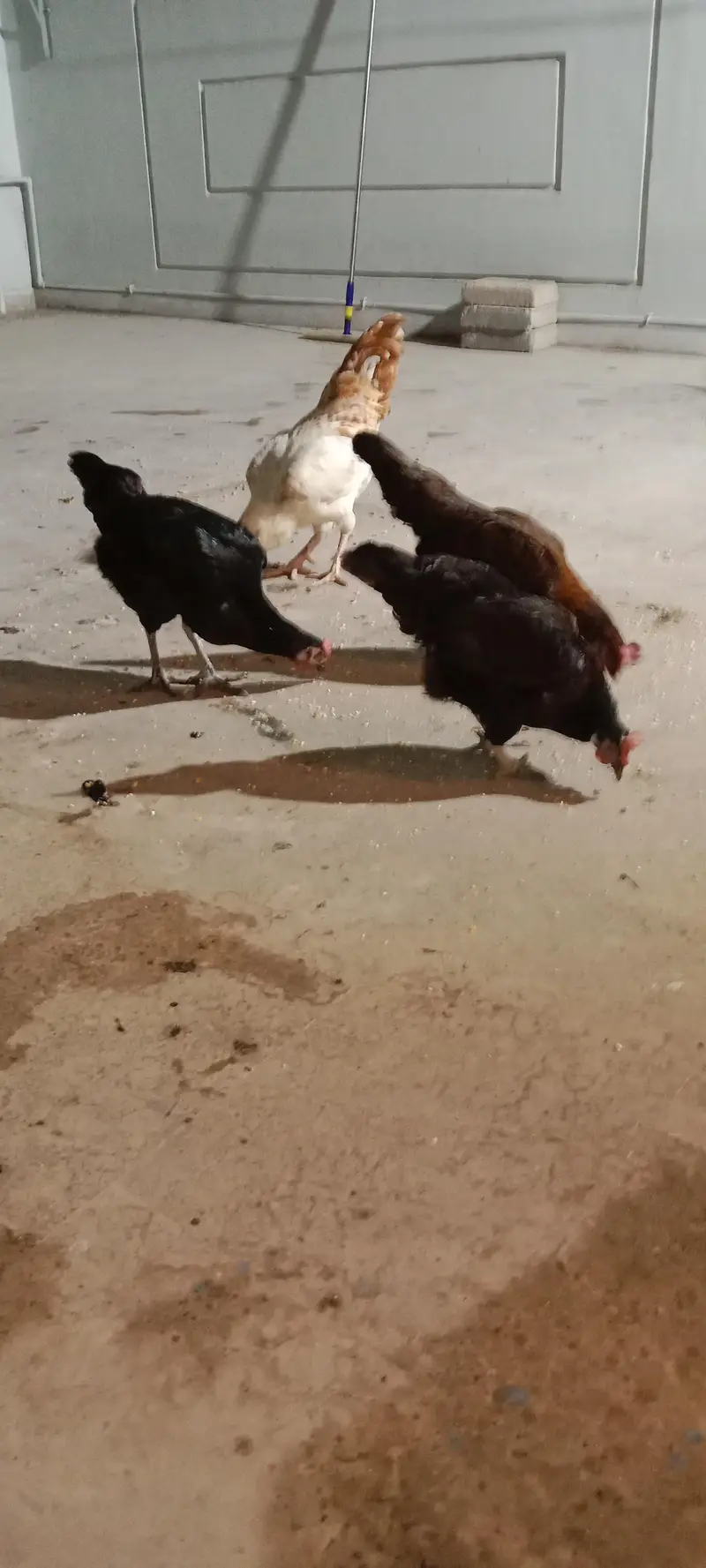 1 male and 3 female healthy and activ have weight
