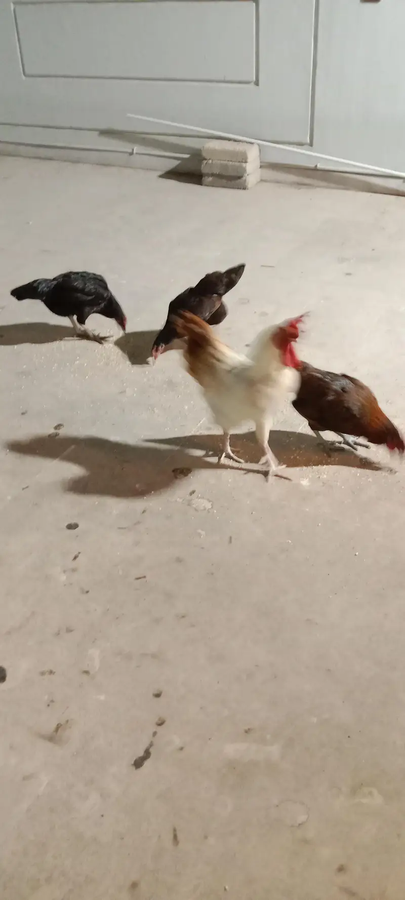 1 male and 3 female healthy and activ have weight — photo 2