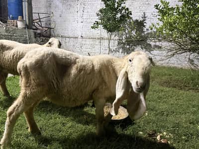 2 female 1 male kajla