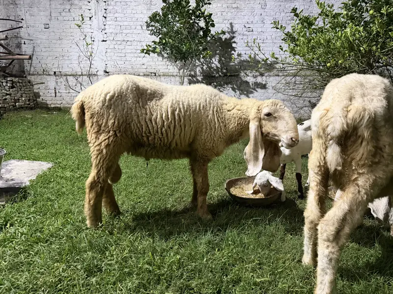 2 female 1 male kajla — photo 4