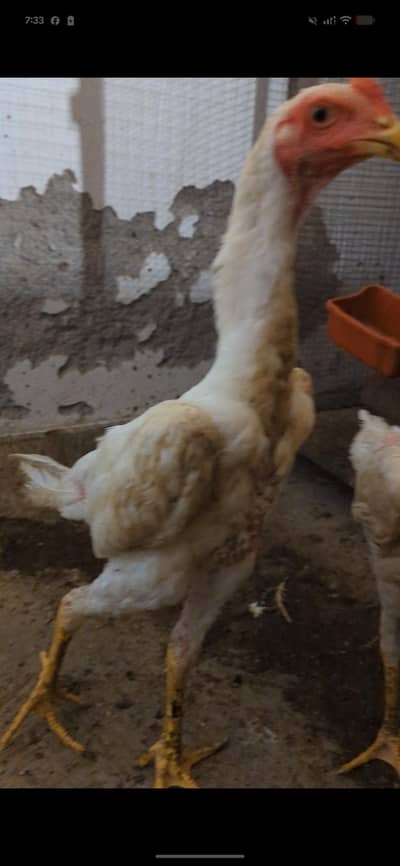 shamo breed 4 month age Karthrina mural pure breed