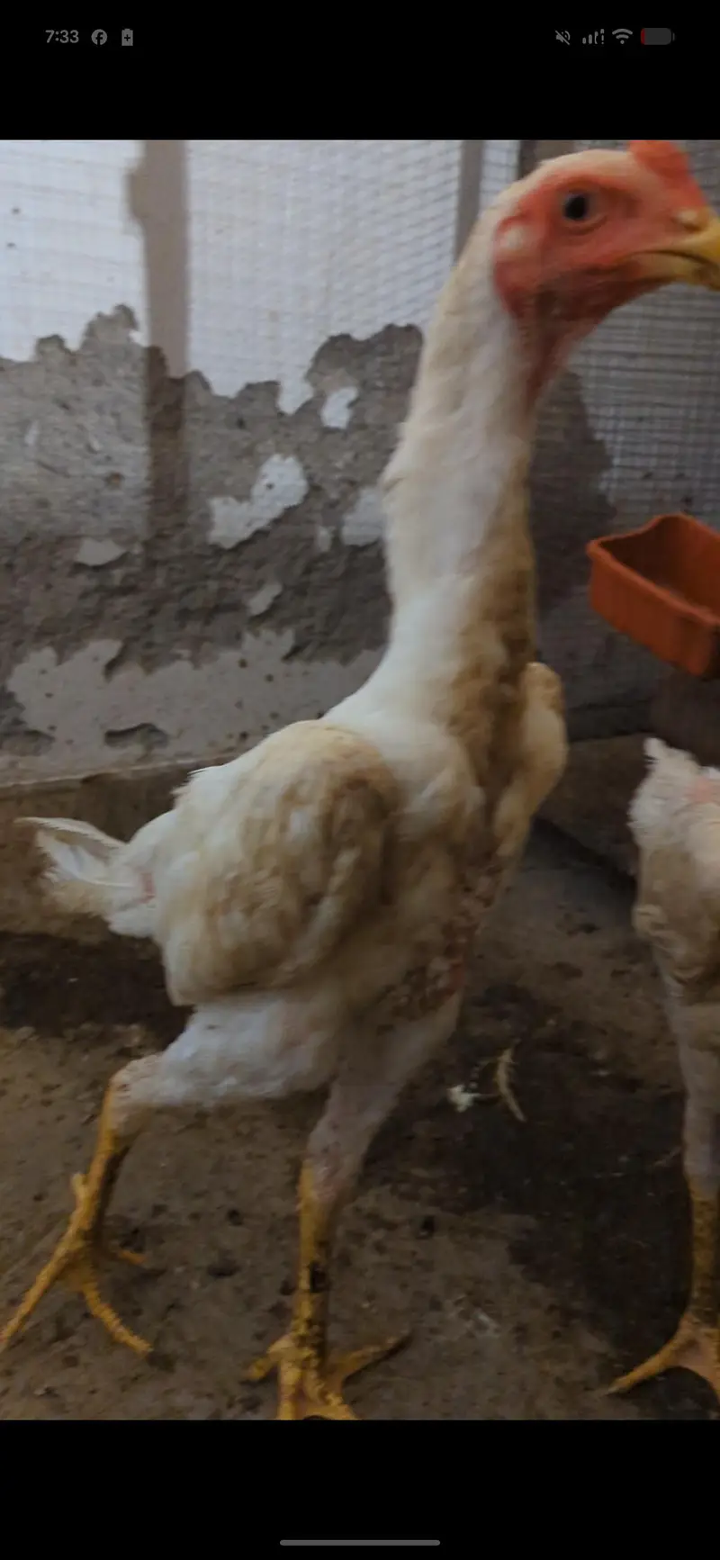 shamo breed 4 month age Karthrina mural pure breed
