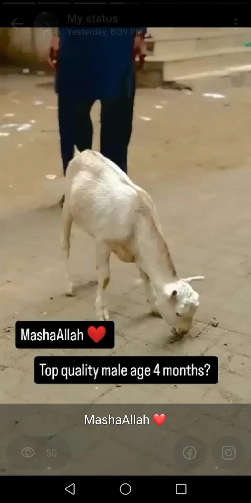 MashaAllah full pointed teddy bread white eyes white face white nose