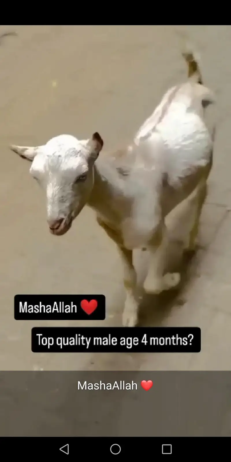MashaAllah full pointed teddy bread white eyes white face white nose — photo 4