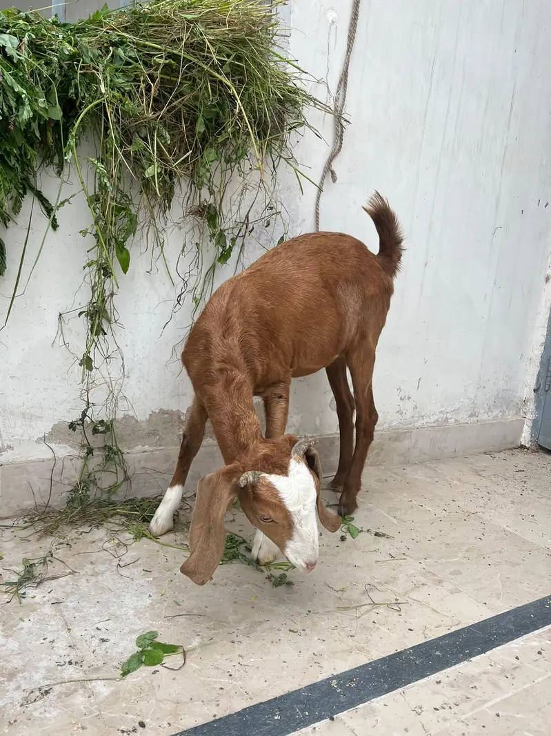 Male Female Chamba Trio For Sale