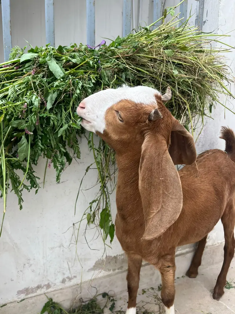 Male Female Chamba Trio For Sale — photo 2