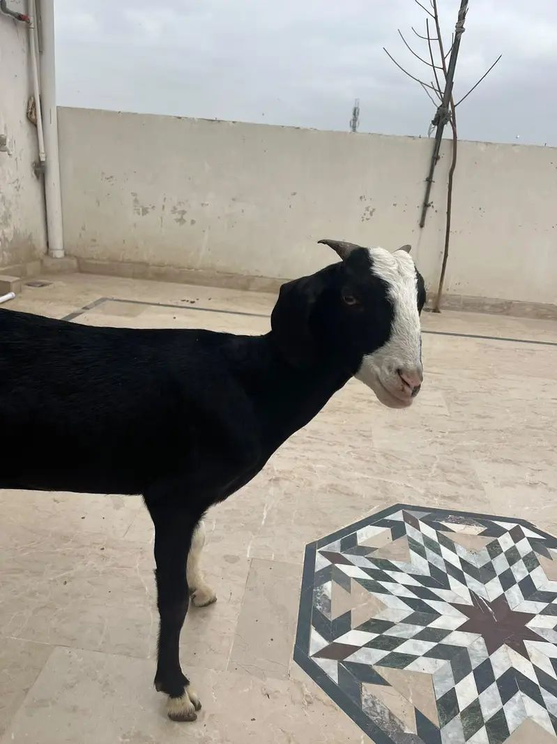 Male Female Chamba Trio For Sale — photo 3
