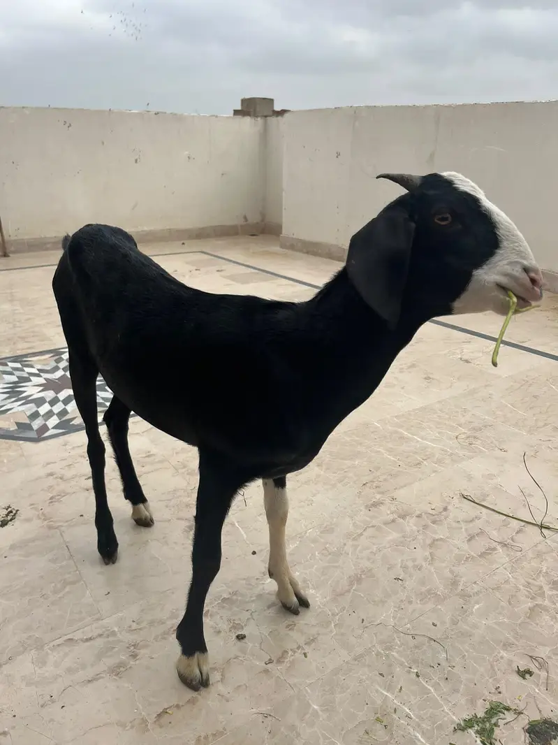 Male Female Chamba Trio For Sale — photo 4