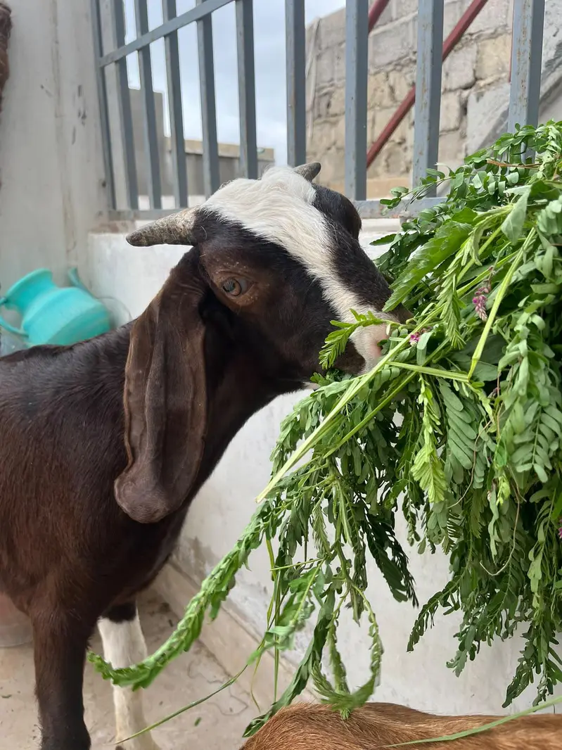 Male Female Chamba Trio For Sale — photo 6