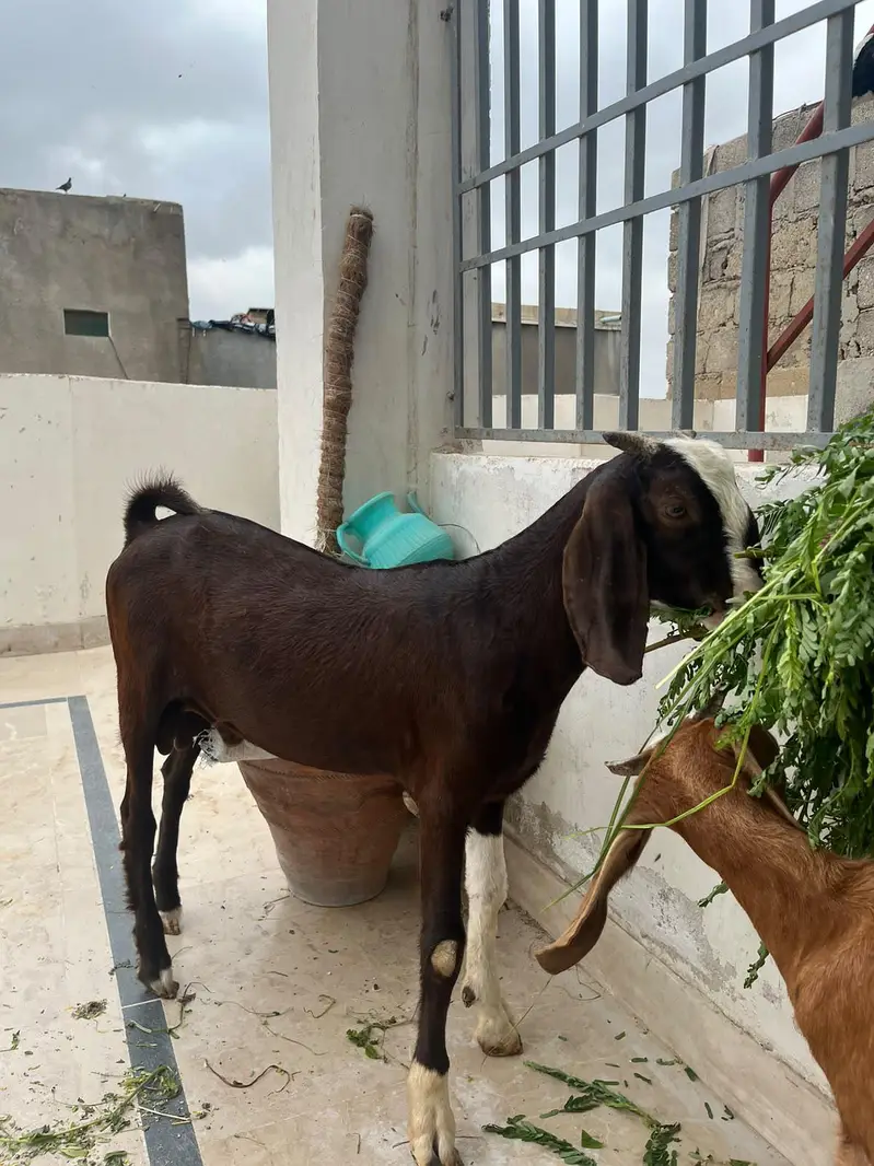 Male Female Chamba Trio For Sale — photo 7