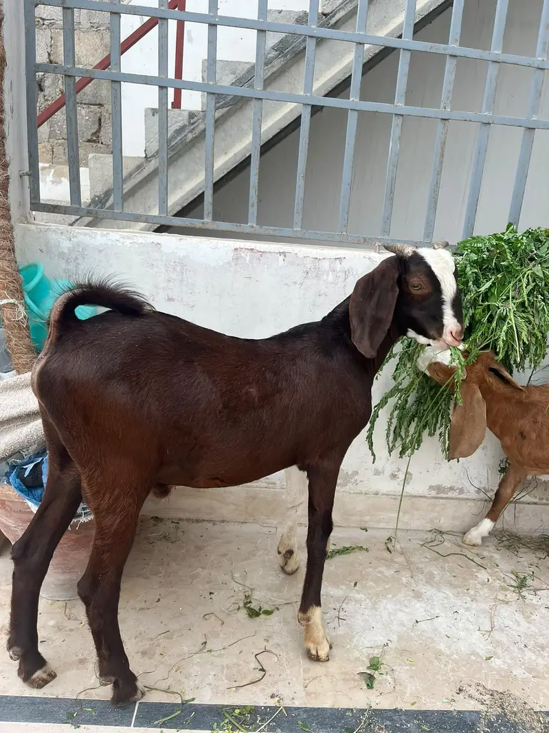 Male Female Chamba Trio For Sale — photo 8