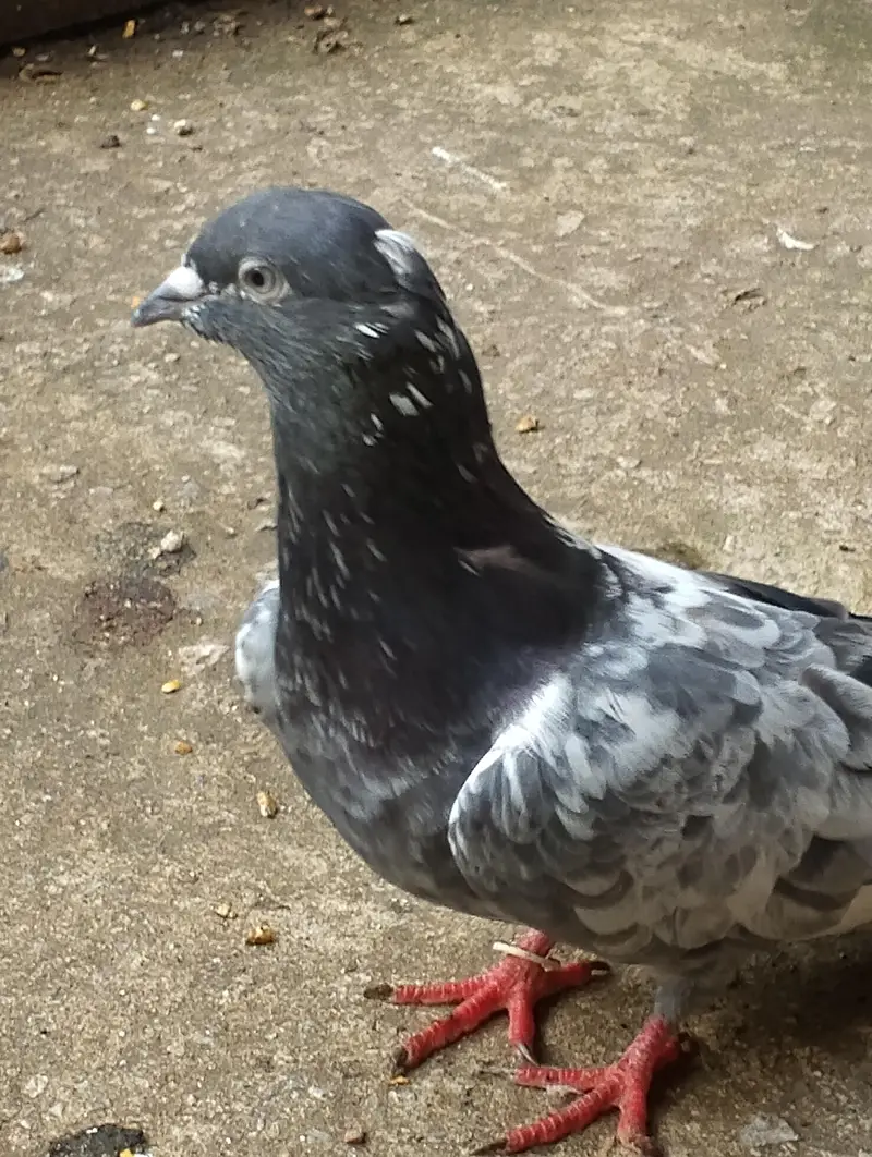 breeder kabooter — photo 2