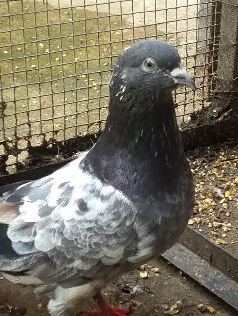 breeder kabooter — photo 3