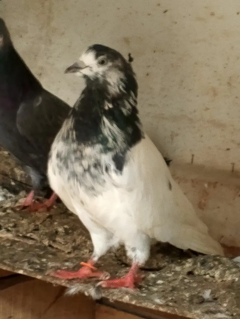 breeder kabooter — photo 4