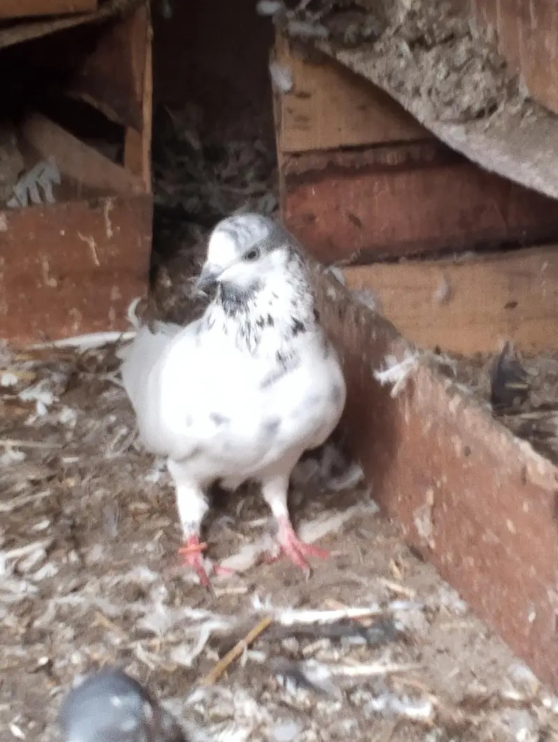 breeder kabooter — photo 5