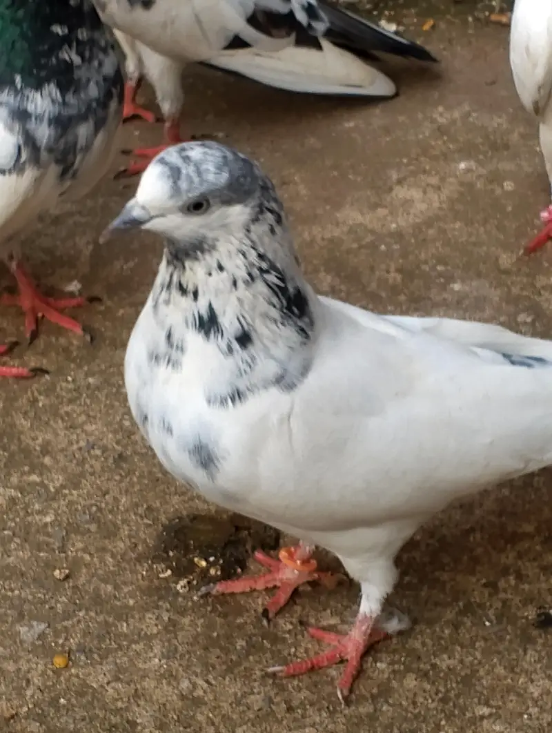 breeder kabooter — photo 6
