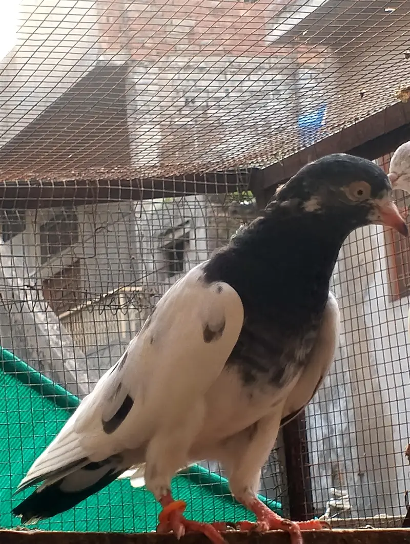 breeder kabooter — photo 8