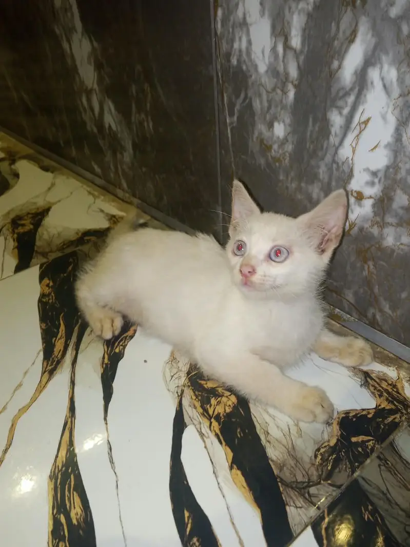 White Kittens