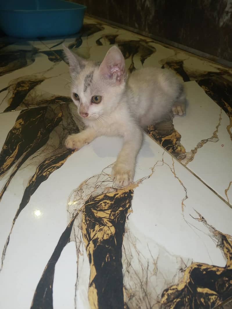 White Kittens 1