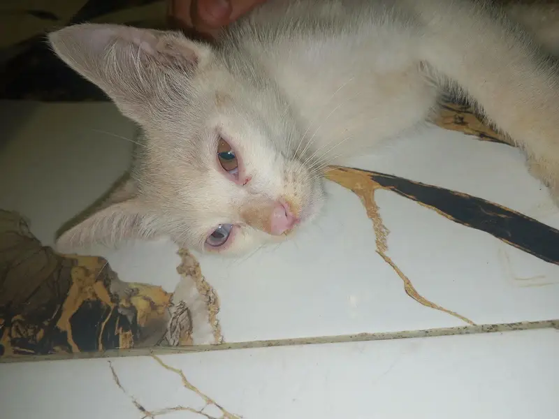 White Kittens — photo 3