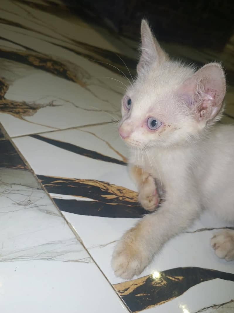 White Kittens 3