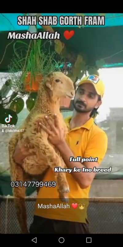 kharay ke number one bread full pointed female
