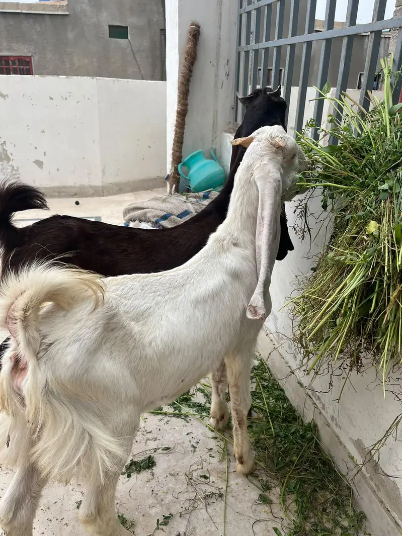 Gulabi And Kamoori Male Kids — photo 3