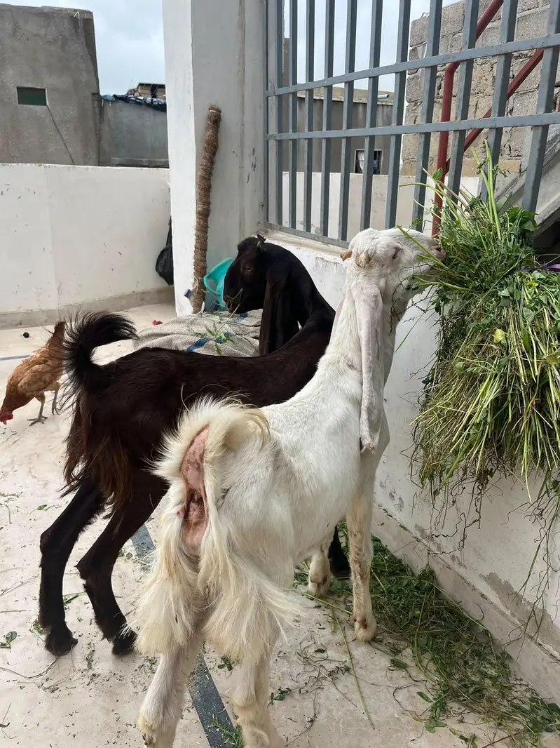 Gulabi And Kamoori Male Kids — photo 4