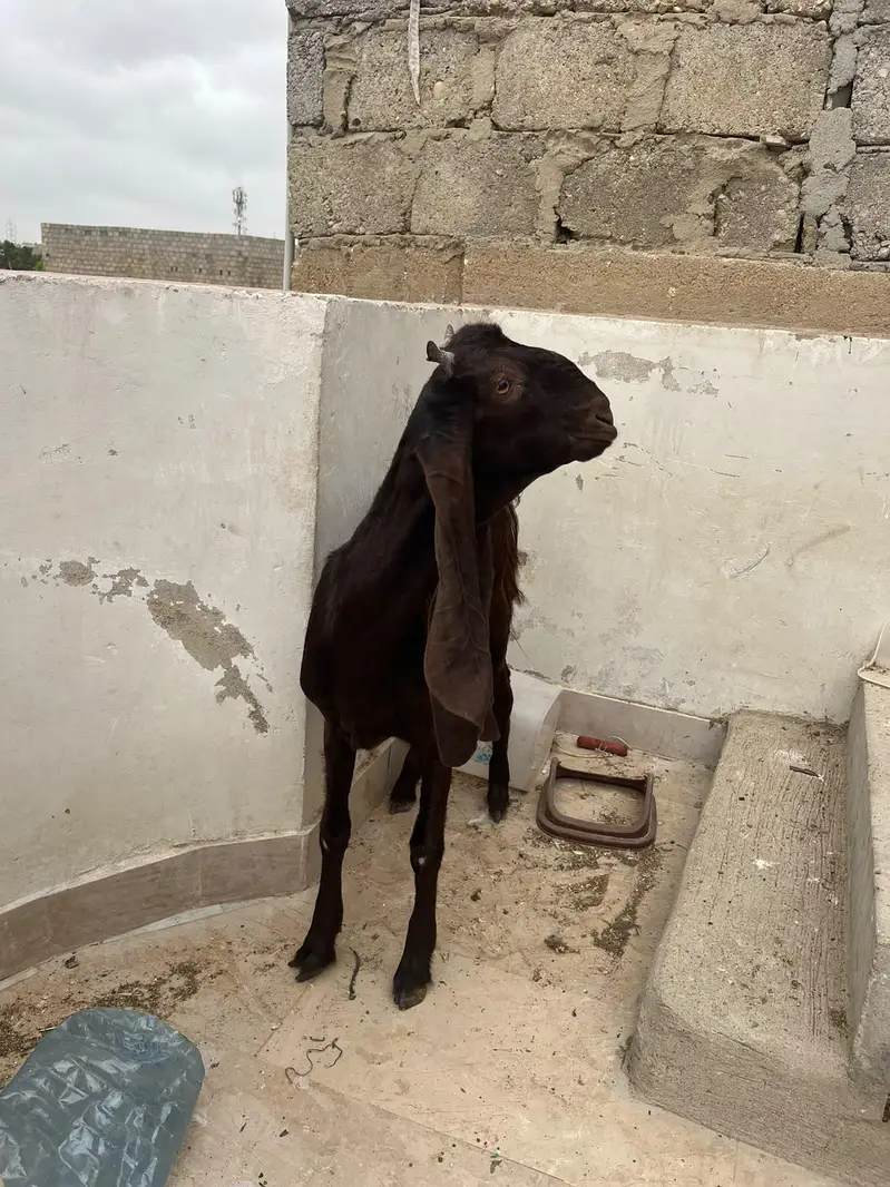 Gulabi And Kamoori Male Kids — photo 6