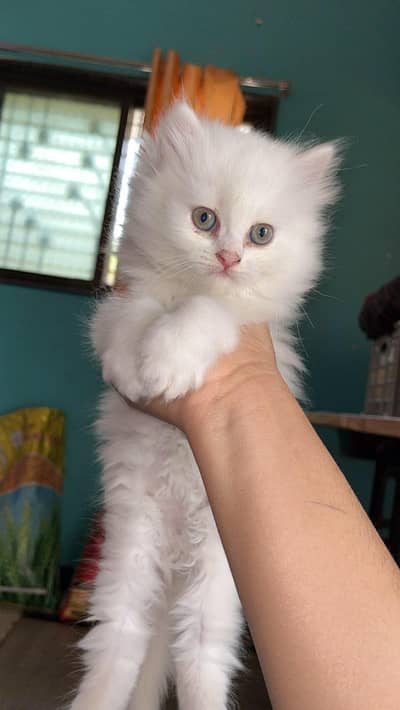 Persian kitten