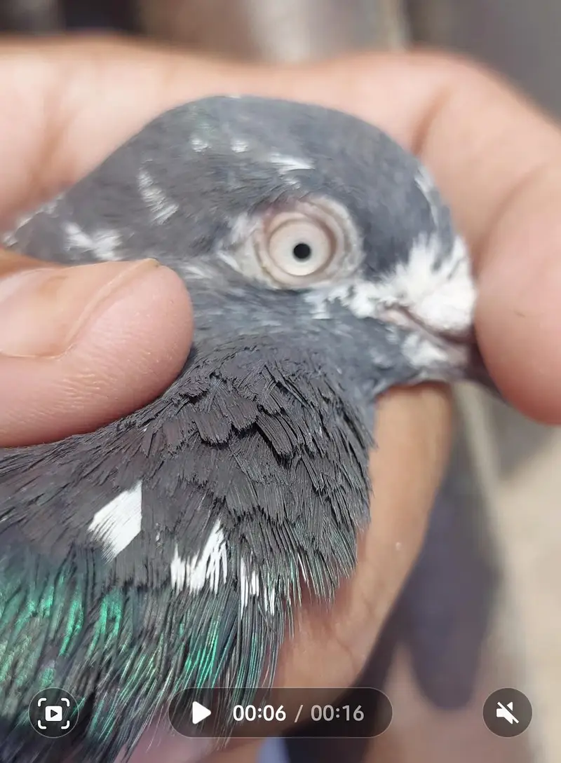 ferozpuri male and others — photo 2