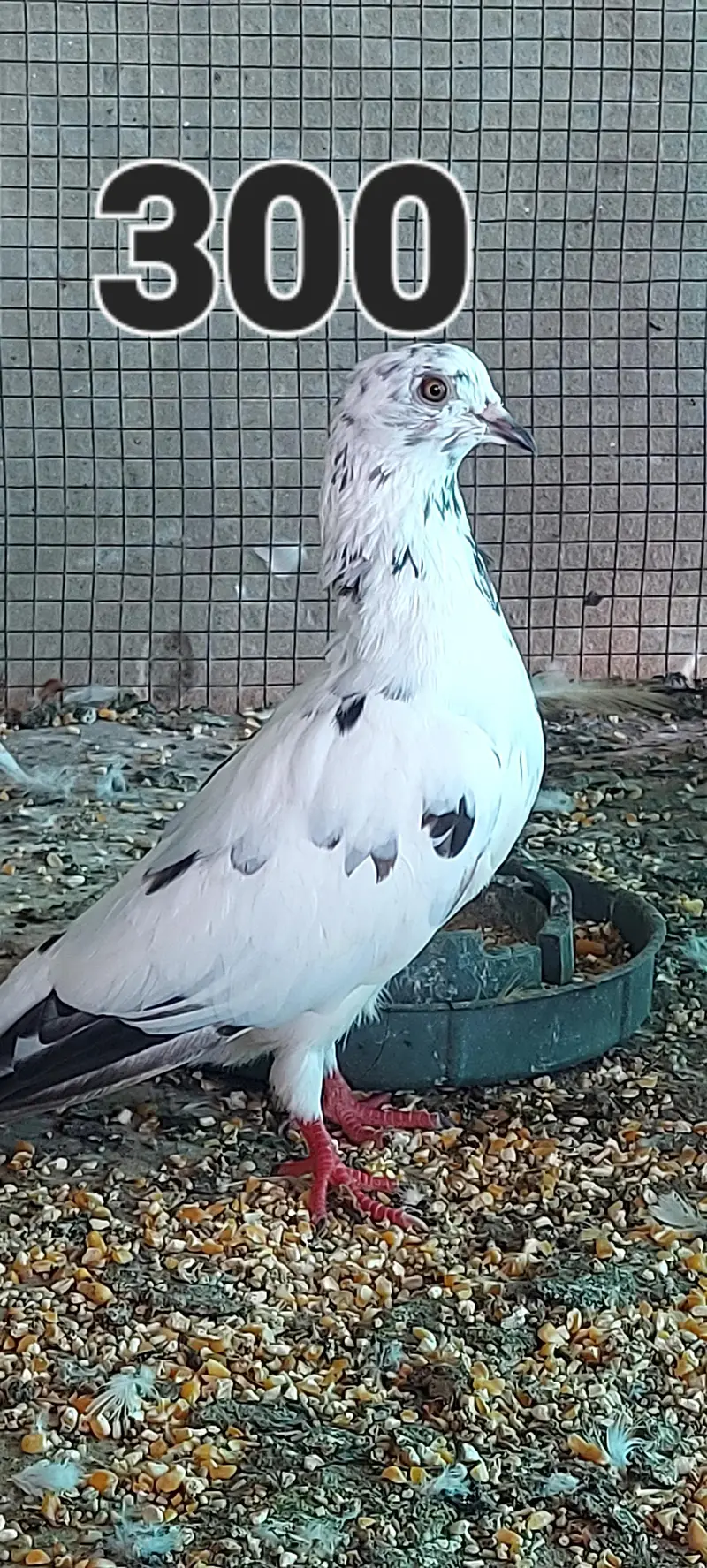 ferozpuri male and others — photo 3