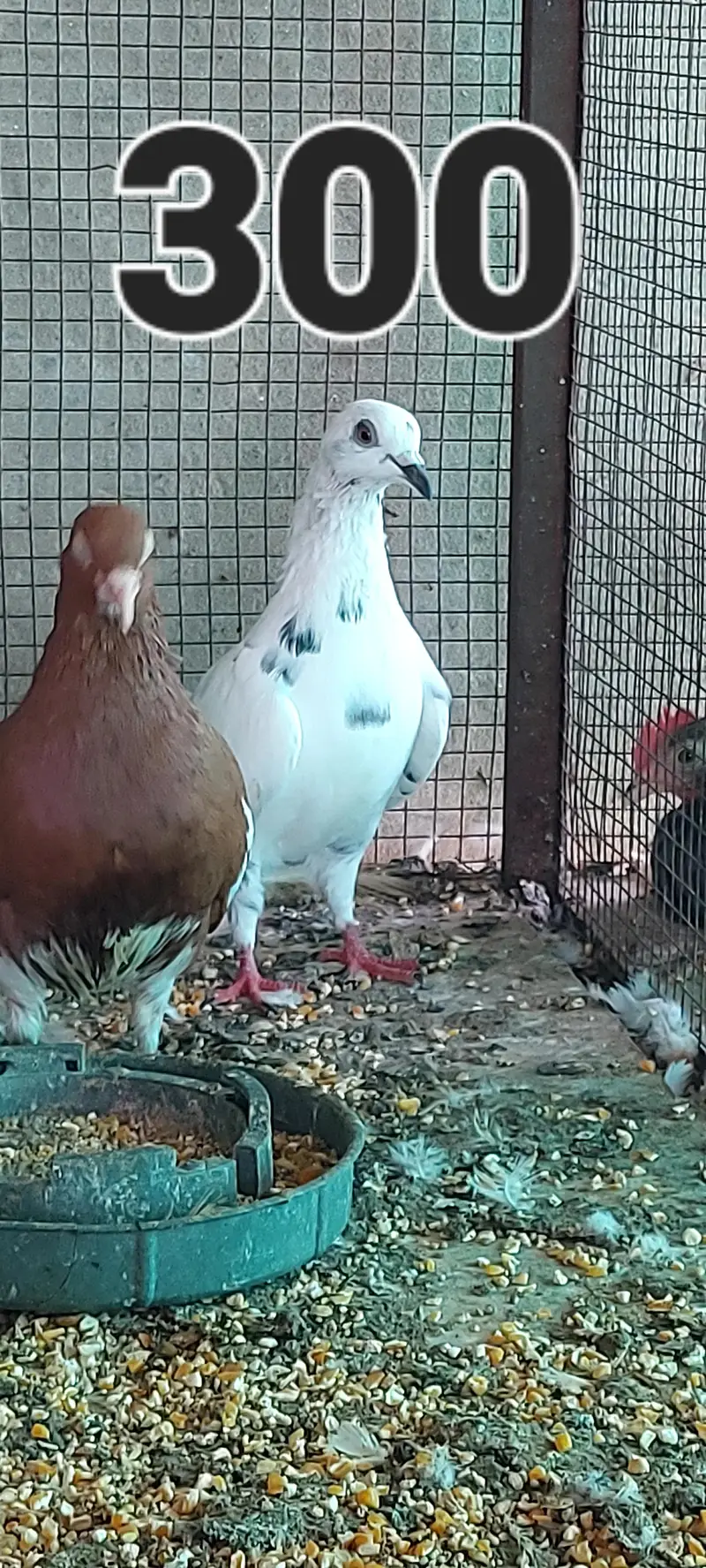 ferozpuri male and others — photo 5
