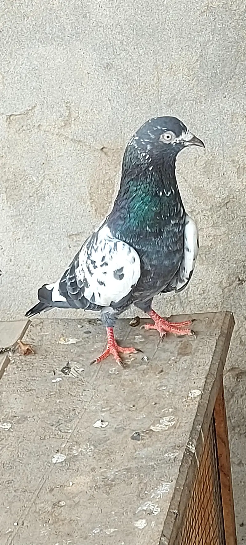ferozpuri male and others — photo 6