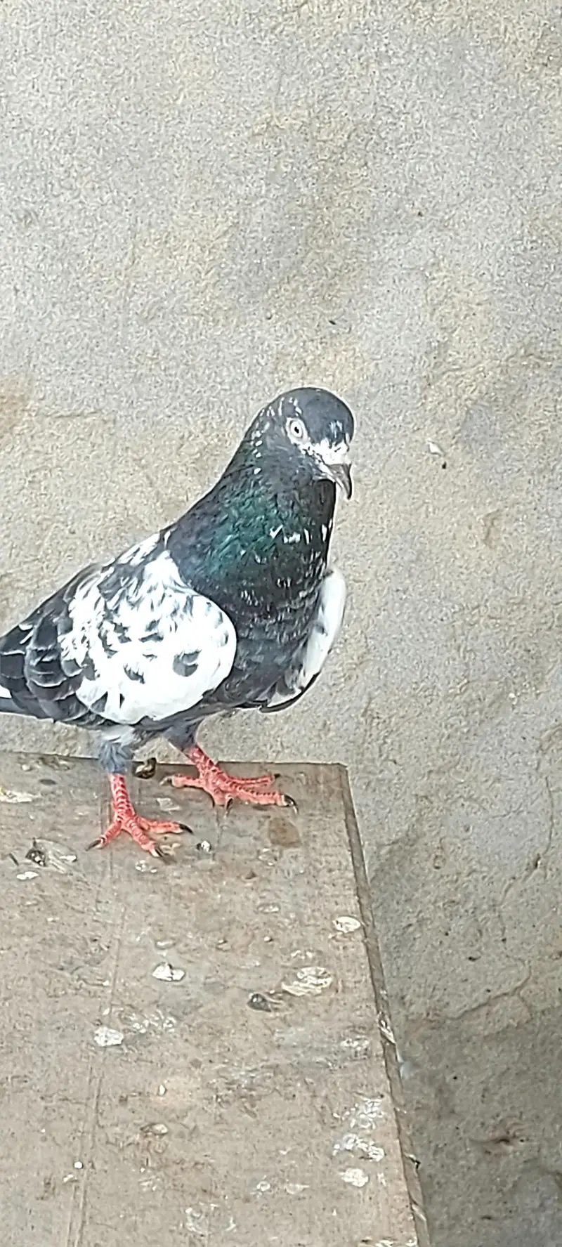 ferozpuri male and others — photo 7