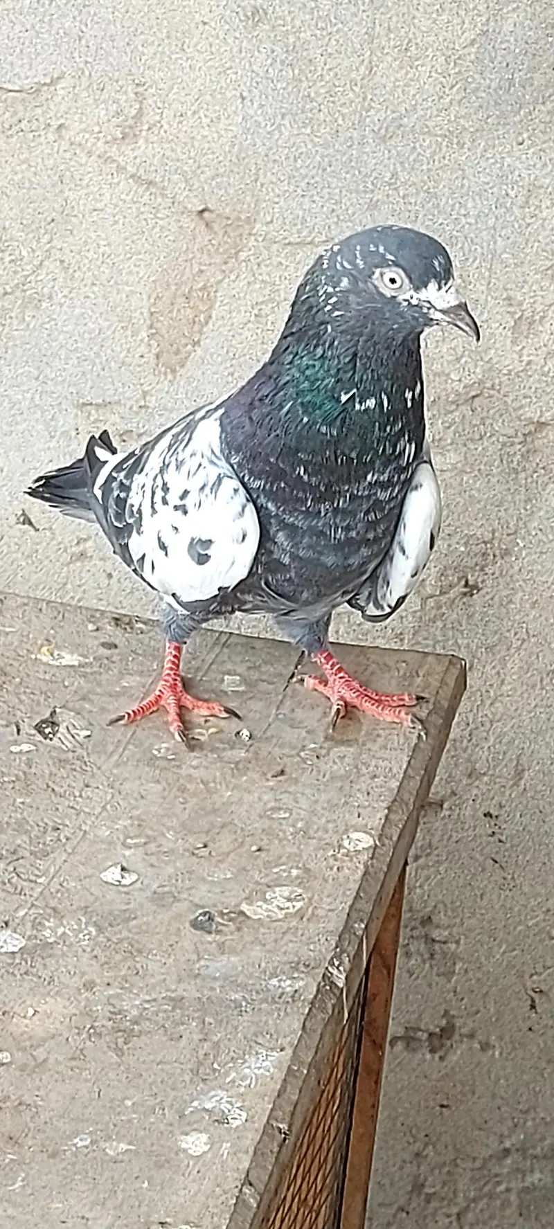 ferozpuri male and others — photo 8