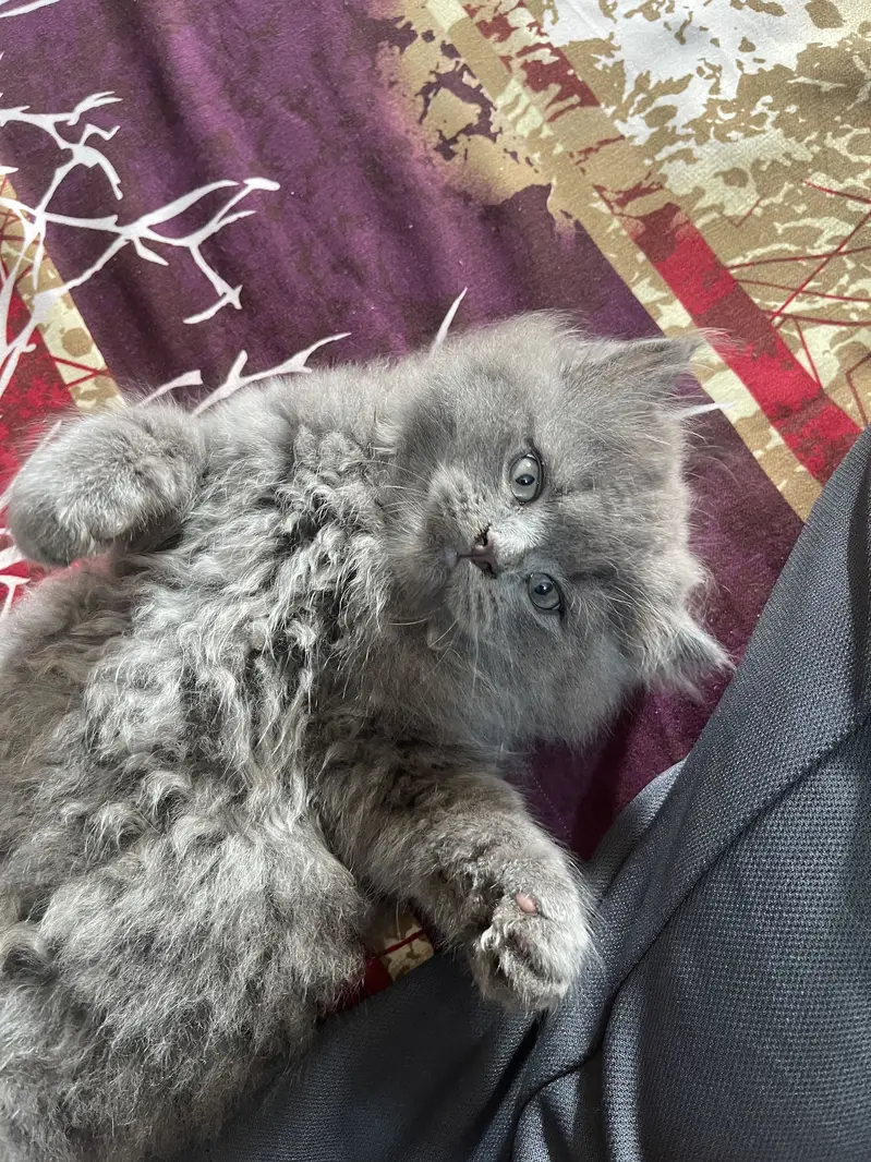 Persian Kitten