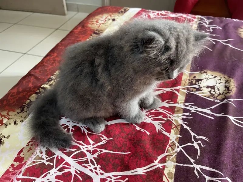 Persian Kitten — photo 2