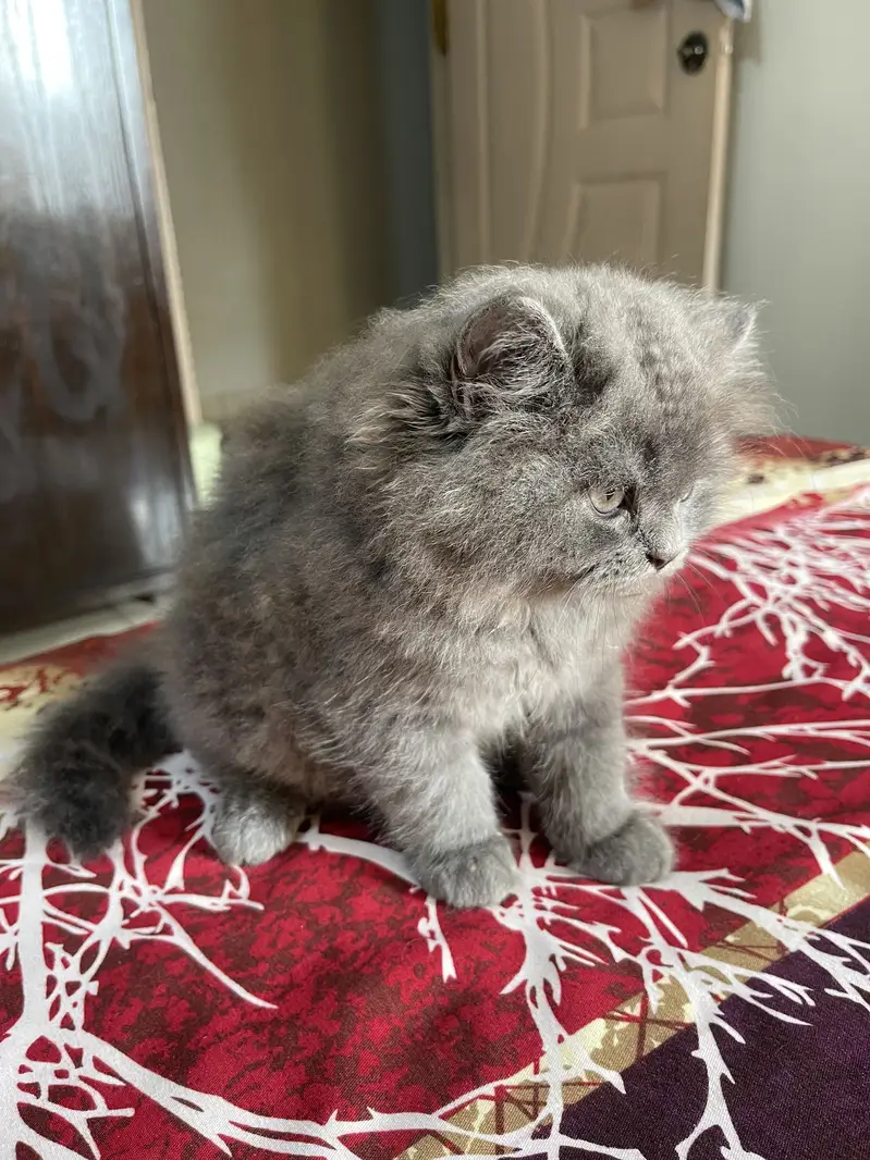 Persian Kitten — photo 4