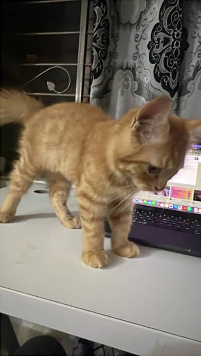 Persian Kitten Triple coat top breed